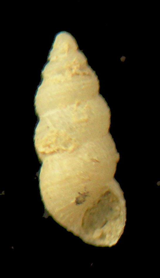 Finella pupoides